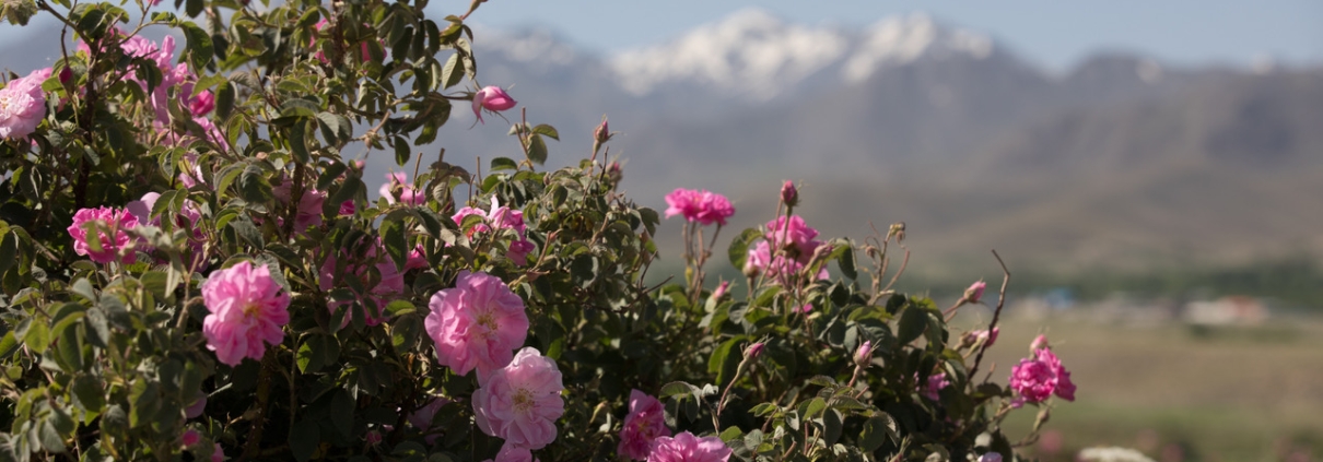 natural fragrance ingredients
