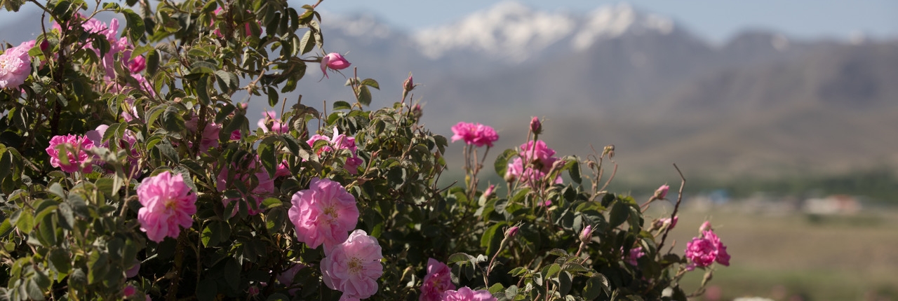 natural fragrance ingredients natural fragrance ingredients