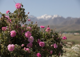 natural fragrance ingredients
