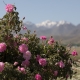 natural fragrance ingredients
