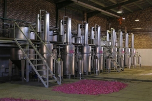 Rosa Damascena Rose Otto Wholesale Rose Oil Iranian Rose Oil