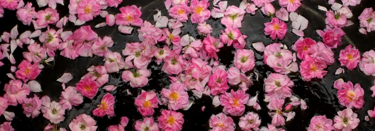 Rose Essential Oil for Perfumery