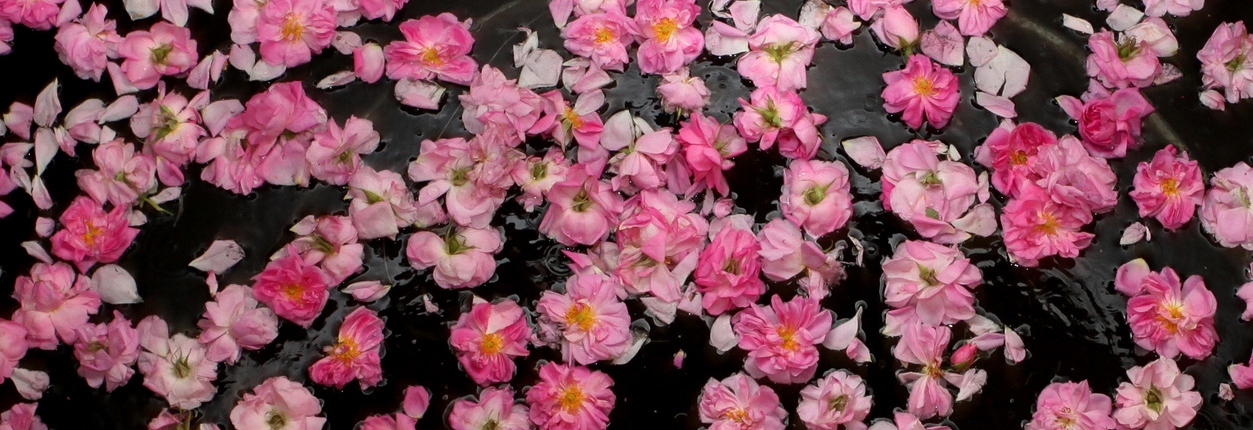 Rose Essential Oil for Perfumery