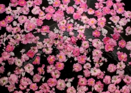 Rose Essential Oil for Perfumery