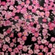 Rose Essential Oil for Perfumery