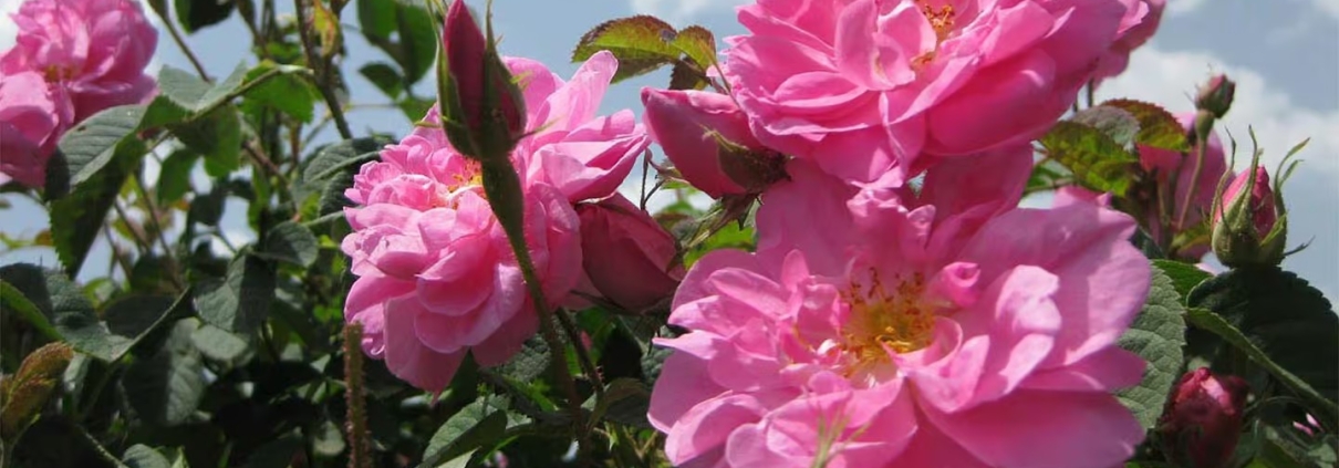 Fresh Rosa Damascena