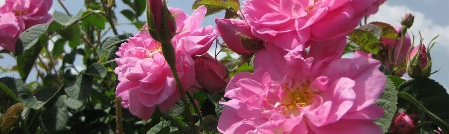 Fresh Rosa Damascena