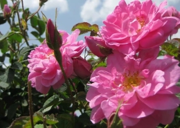 Fresh Rosa Damascena