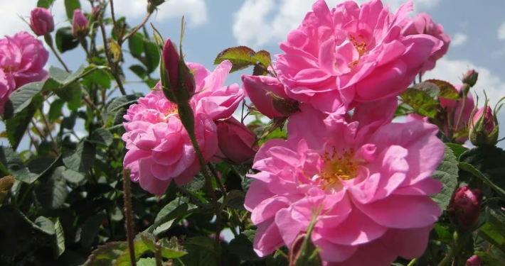 Fresh Rosa Damascena Fresh Rosa Damascena