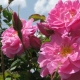 Fresh Rosa Damascena