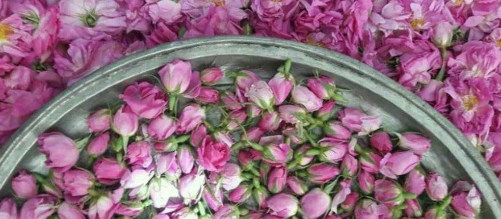Rose Otto vs Rose Absolute Rose Otto vs Rose Absolute
