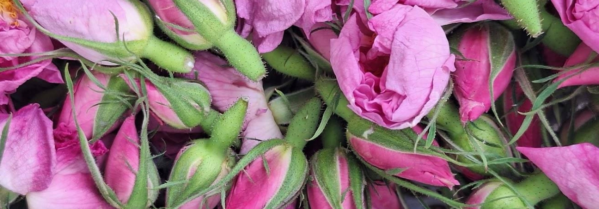 Premium Damask rose essential oil for cosmetic manufacturing