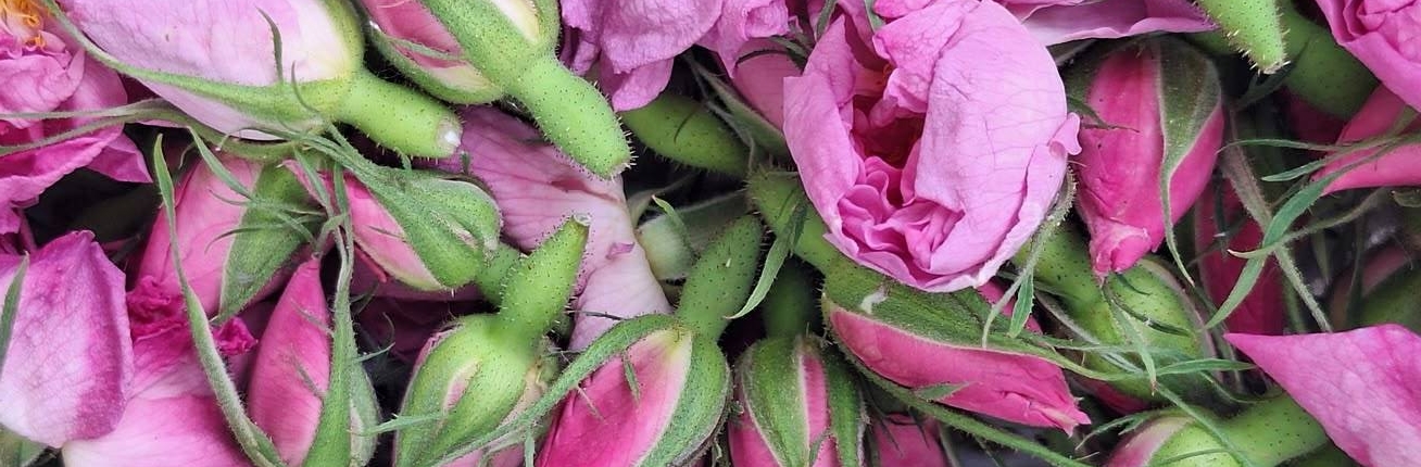 Rose Essential Oil Supplier for Cosmetic Manufacturing Premium Damask rose essential oil for cosmetic manufacturing