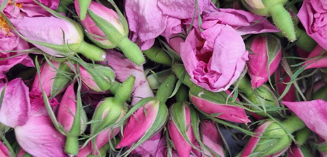 Rose Essential Oil Supplier for Cosmetic Manufacturing Premium Damask rose essential oil for cosmetic manufacturing