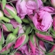 Premium Damask rose essential oil for cosmetic manufacturing