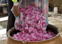 Damask rose field during harvest season for premium rose essential oil production