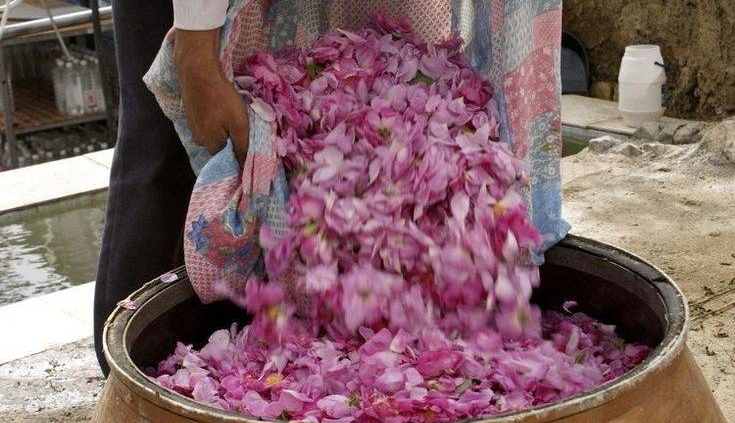 Damask rose field during harvest season for premium rose essential oil production