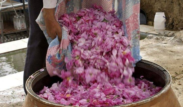 Why Is Rose Essential Oil So Expensive Damask rose field during harvest season for premium rose essential oil production