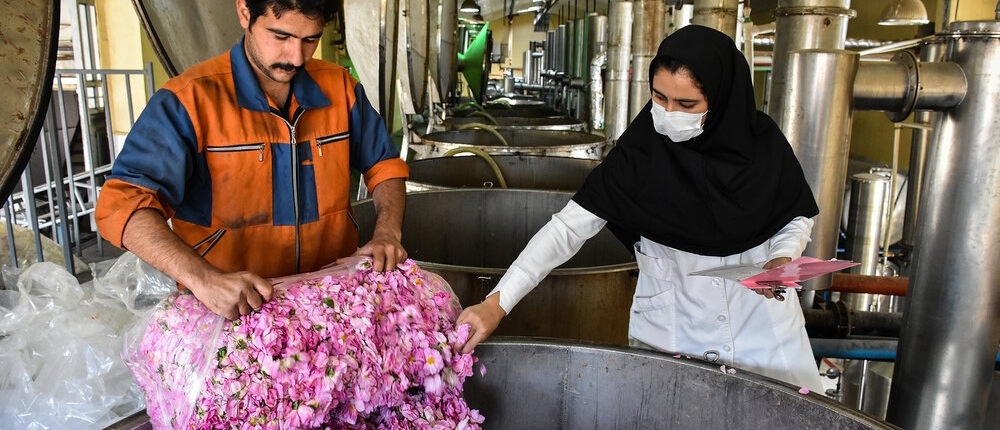 Rose Essential Oil Production Process Rose Essential Oil Production Process and quality control