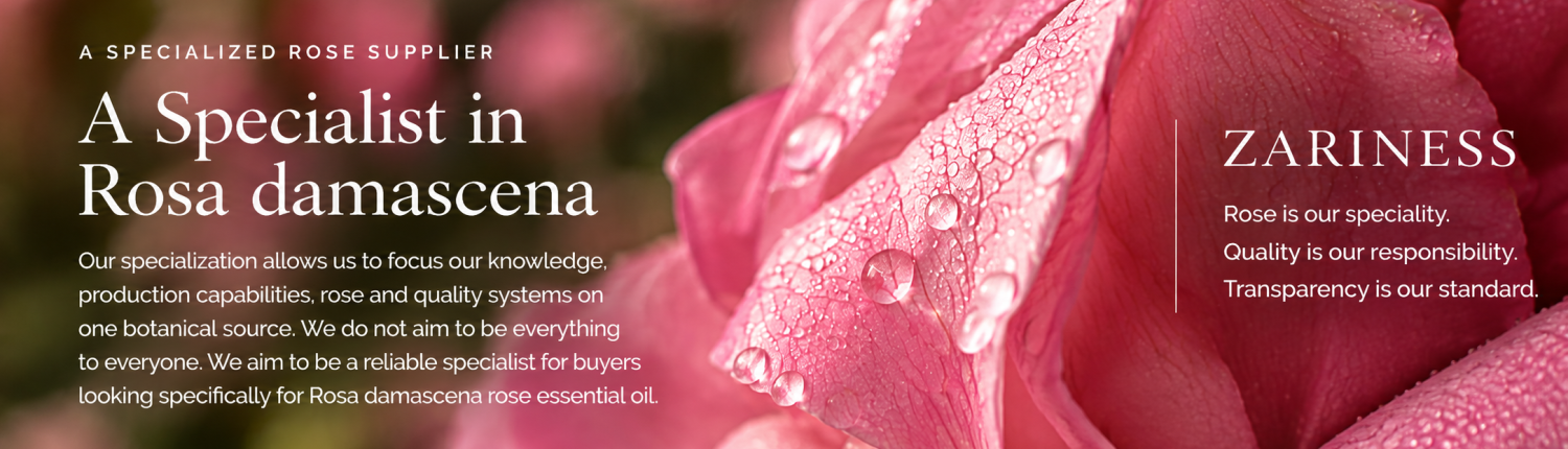 Rose flower Petal 3